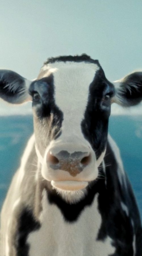 cowMC